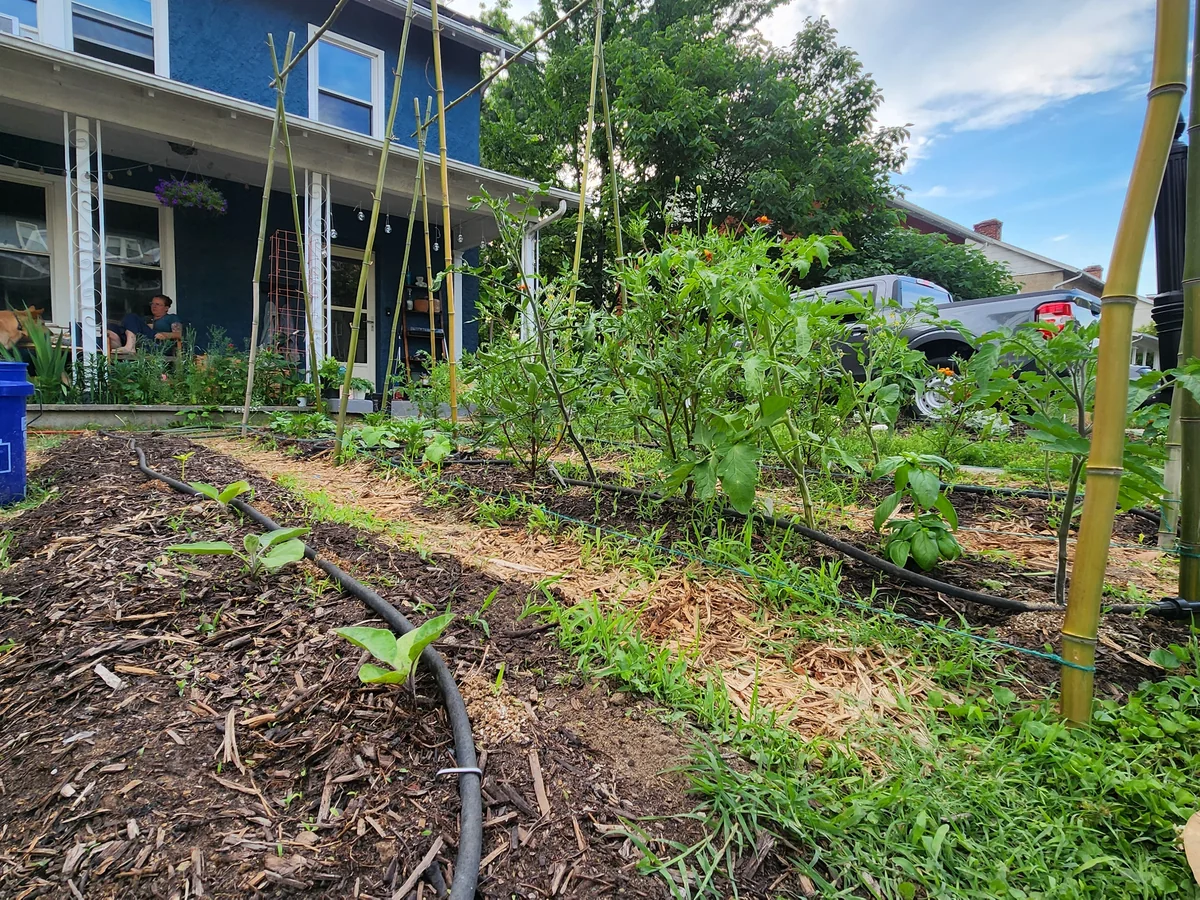 Planting rows with reused bamboo vertical supports