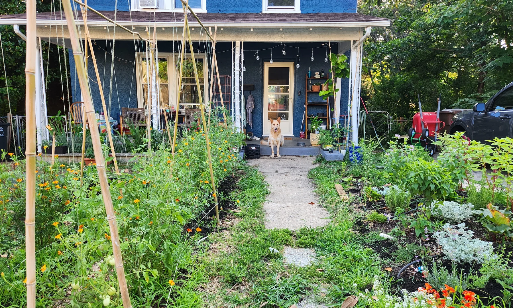 Established front-yard mini farm with the house visible behind the planting rows