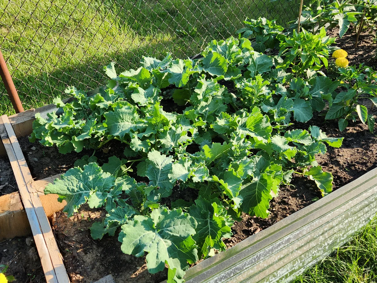 Michigan raised bed planted with vegetables, herbs, and flowers