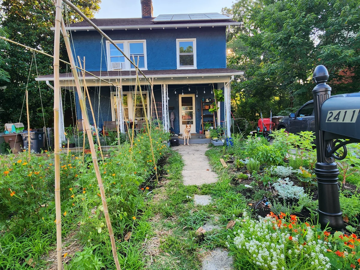 A productive front-yard garden with mixed planting rows and bamboo supports in front of a house